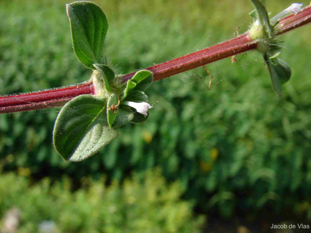 Spermacoce hispida L.